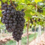 vinobraní