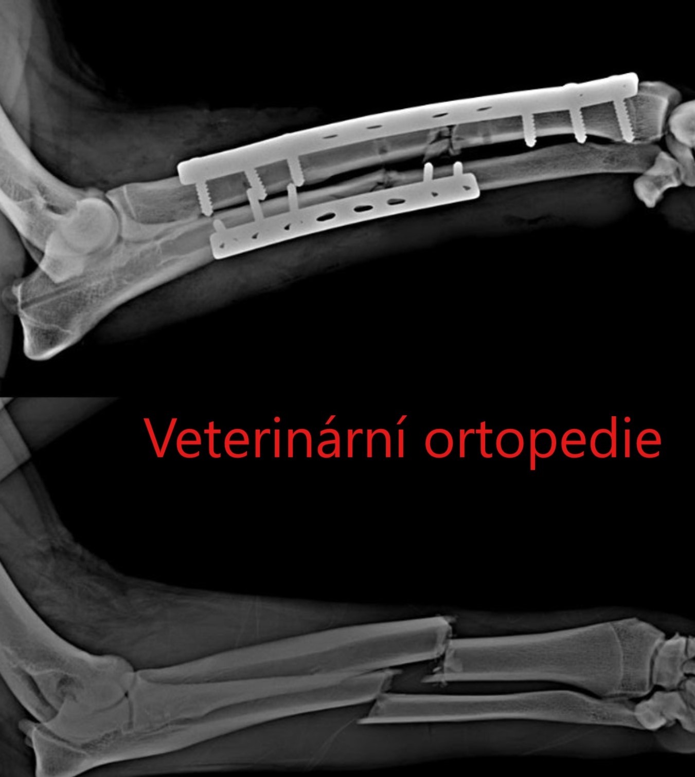 VETERINÁRNÍ ORTOPEDIE A CHIRURGIE