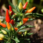 chili peppers