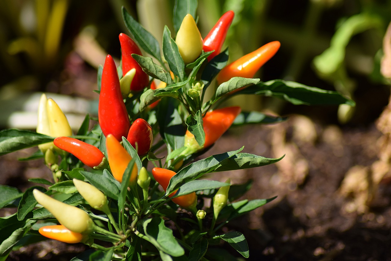 Chilli papričky pomohou vašemu zdraví