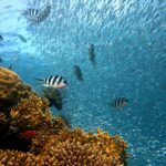 Poznejte nejkrásnější korálové útesy světa