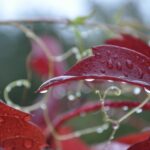rain water